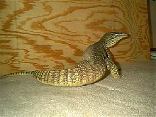 Male Gould/Flavi Cross