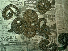 0.0.14 lot of baby Pairie Rattlesnakes