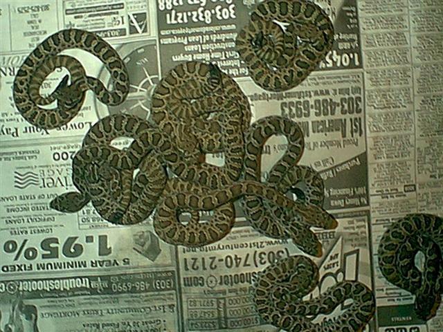 0.0.14 lot of baby Pairie Rattlesnakes