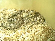 Female Southern Florida Kingsnake