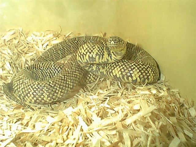 Female Southern Florida Kingsnake