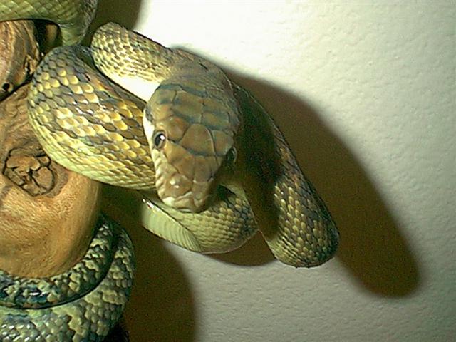 Male Merauke Southern Scrub