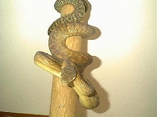 Female Merauke Southern Scrub 1