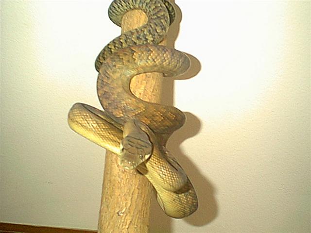 Female Merauke Southern Scrub 1