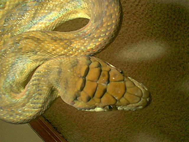 Female Merauke Southern Scrub 2