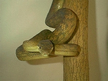 Female Merauke Southern Scrub 4