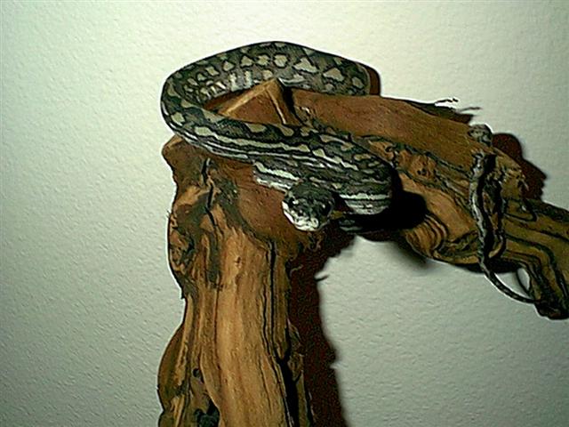 Young Female Coastal Carpet