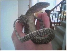 Mangrove Monitor hanging out