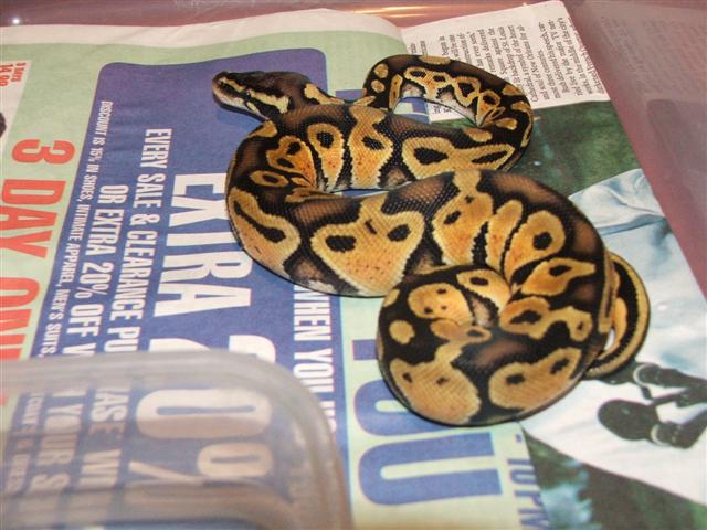 New Pastel Male