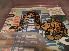 New Pastel Male 1