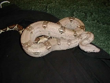Redtail Boa