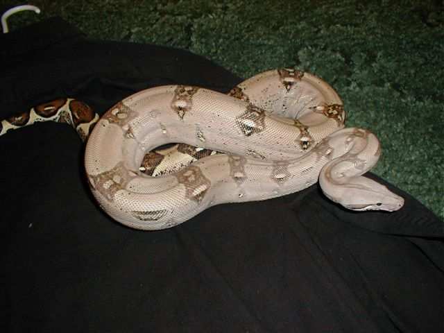 Redtail Boa