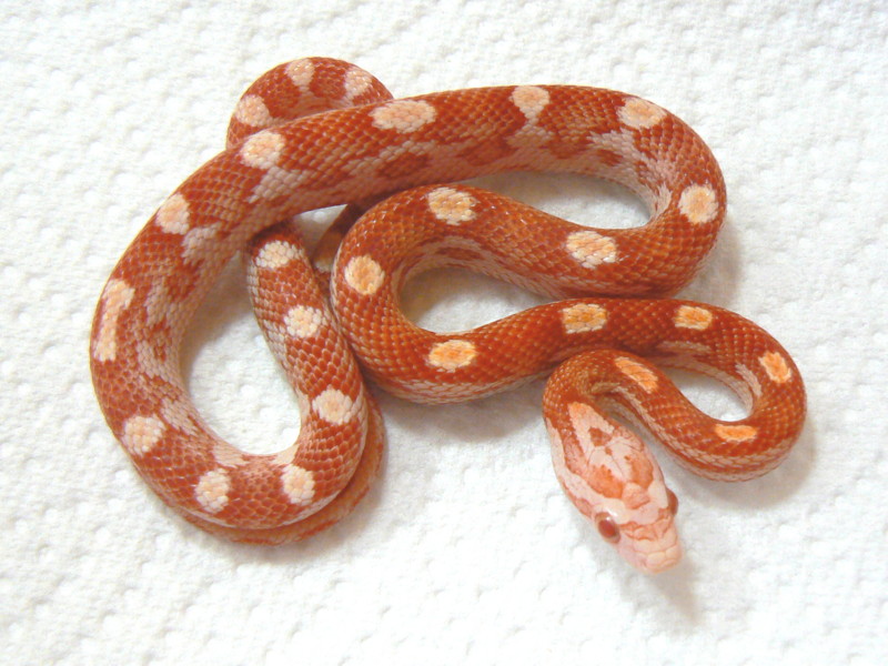 Amel Motley (het Butter)