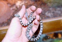 male Bairdi
