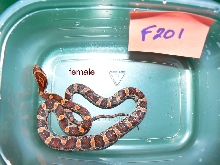 Okeetee