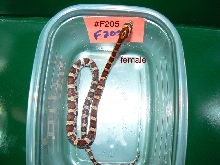 SOLD!