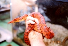 Male Okee