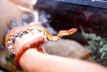 male Okee belly