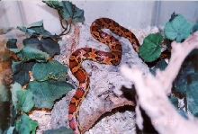 female Okee