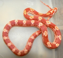 Sunglow Motley