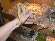 male Bairdi  yearling