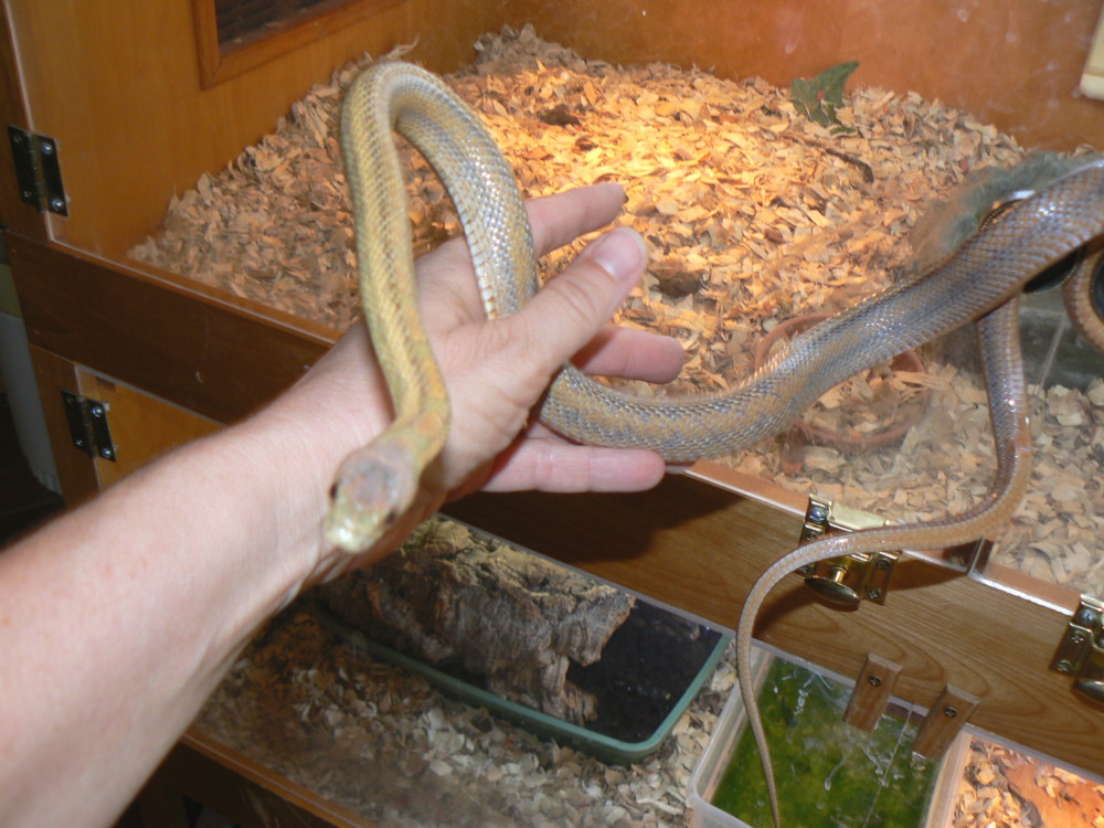 male Bairdi  yearling