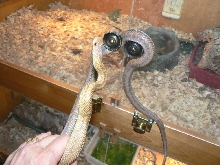 yearling Bairdi male