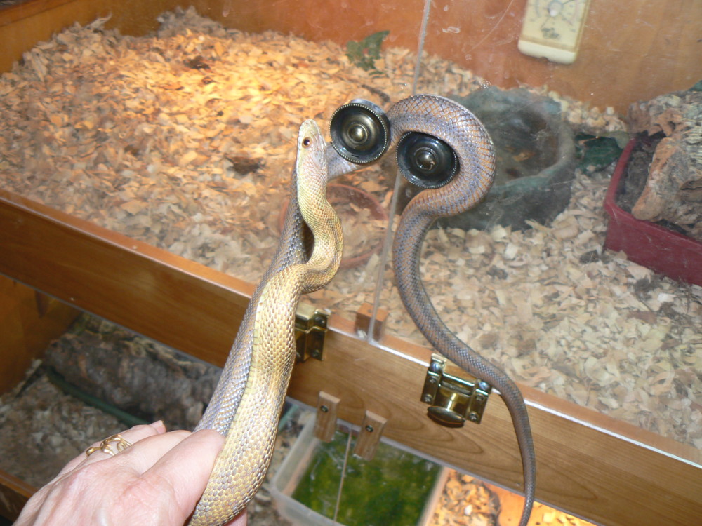 yearling Bairdi male