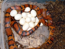 Okeetee eggs!