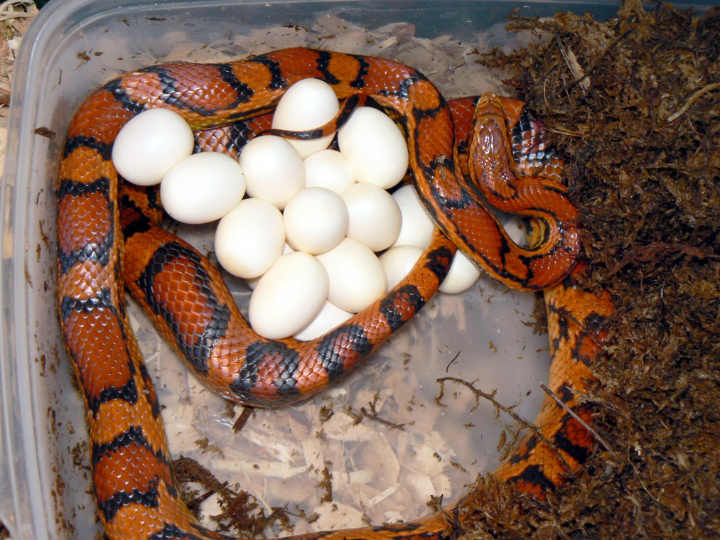 Okeetee eggs!