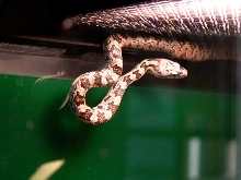 female Bairdi
