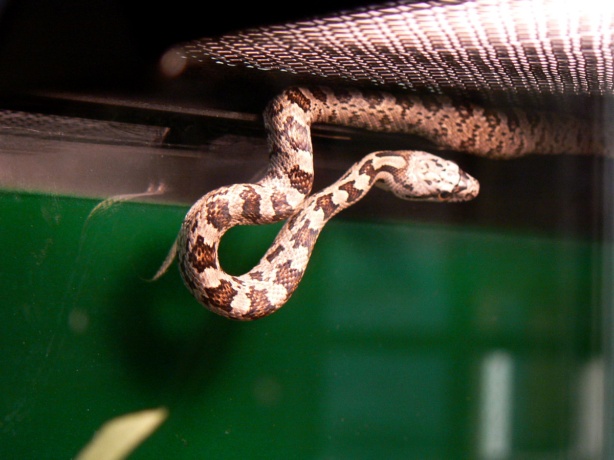 female Bairdi