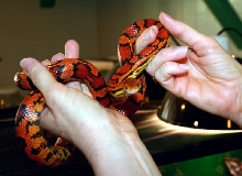 female Okeetee
