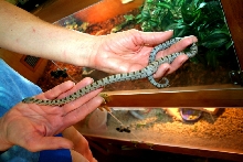 young male Bairdi