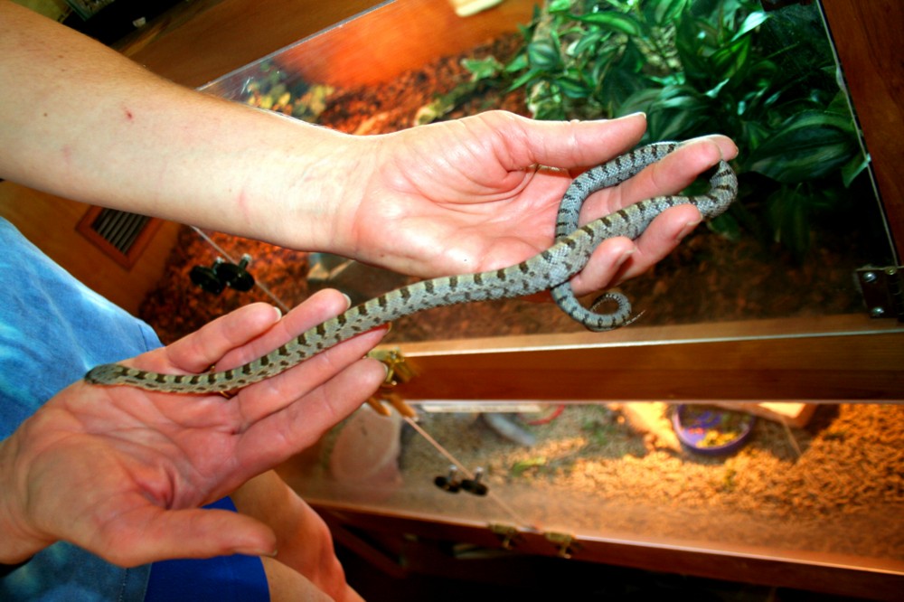 young male Bairdi