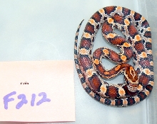 male keeper