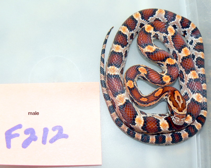 male keeper