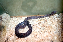 female Pewter