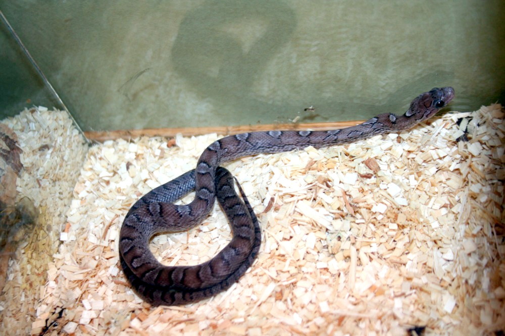 female Pewter