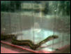 babby snake