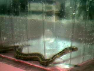 babby snake