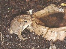"Lil' Froggie" by Water Bowl