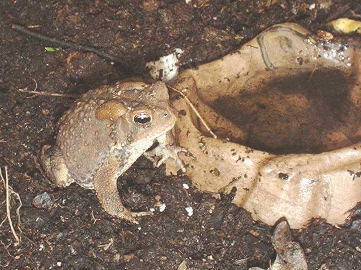 "Lil' Froggie" by Water Bowl
