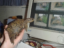 Lucky Searching The Web