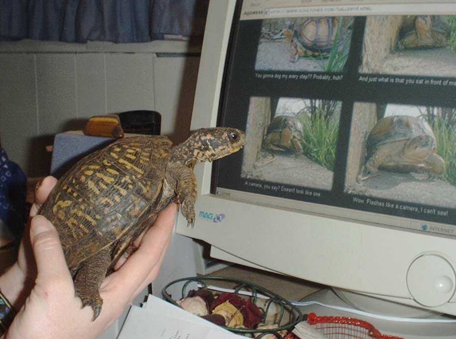 Lucky Searching The Web