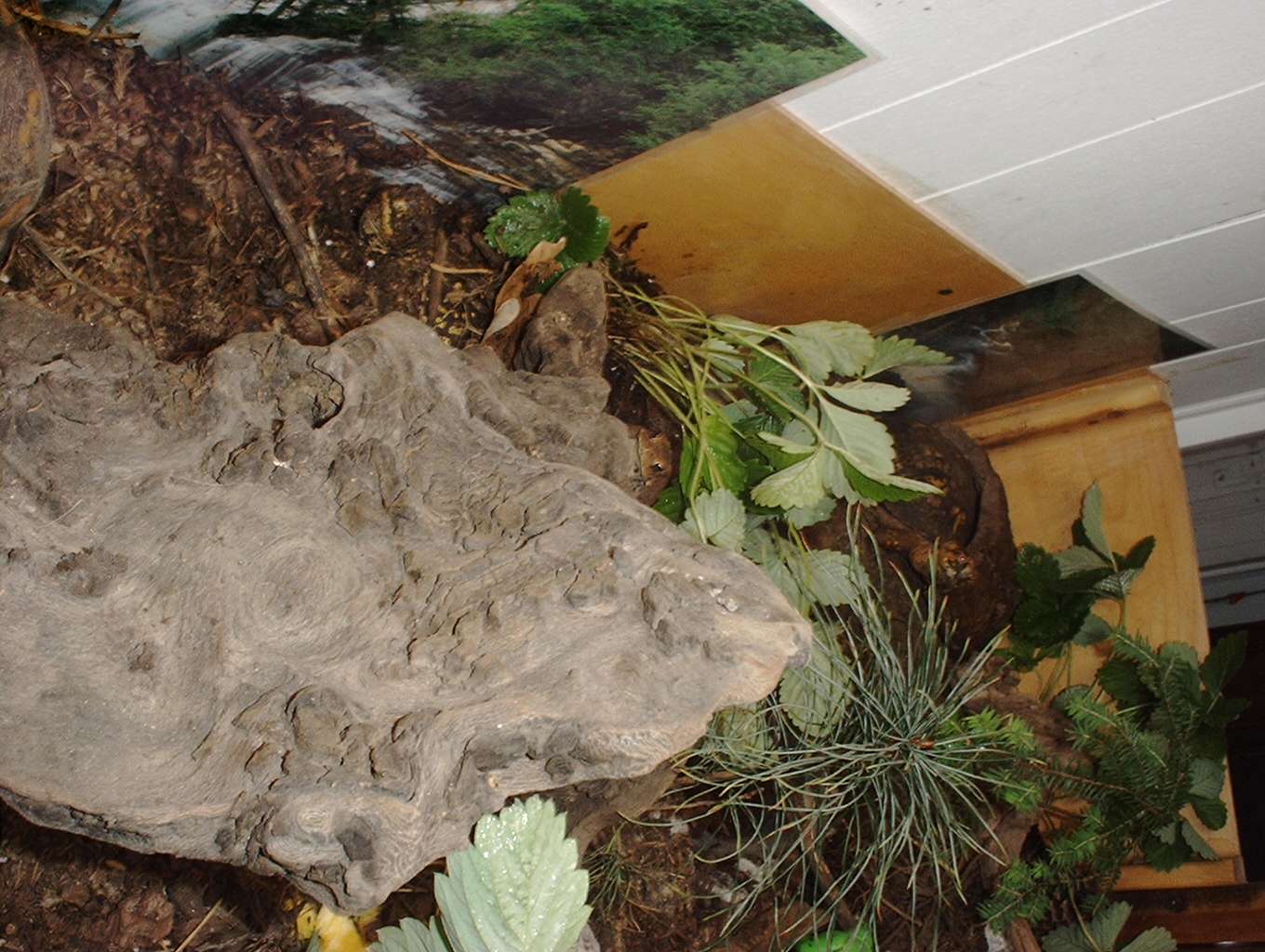 Turtle Terrarium- one end of it