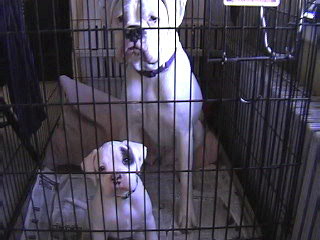 lil felons
