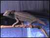 pygmy leaf chameleon