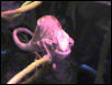 panther chameleon