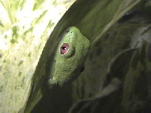 peek-a-redeye